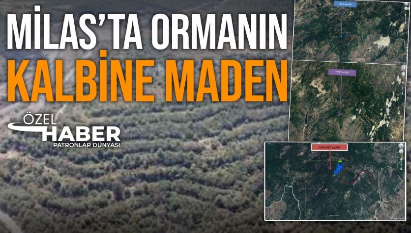 PATRONLAR DÜNYASI | Milas’ta ormanın ortasında 58 bin hektarlık alana Feldsapat maden ocağı açmak için ÇED süreci başladı